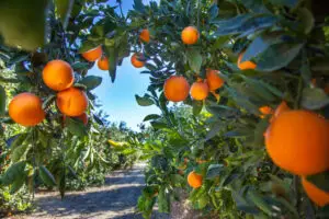 Agricultural & Citrus Surety Bonds