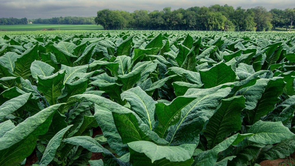 tobacco tax bond